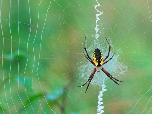 Spider Wallpaper Enjoy For Your Puter