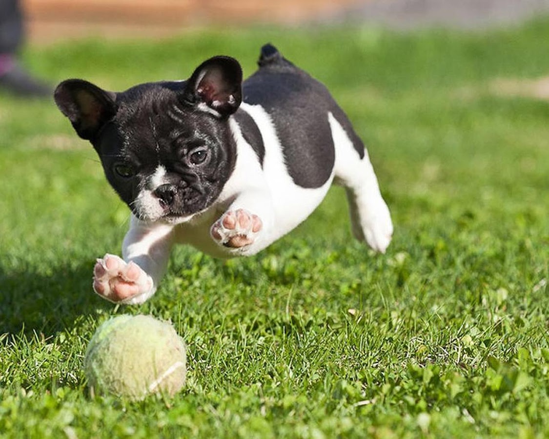 French Bulldogs Wallpaper Android Apps On Google Play