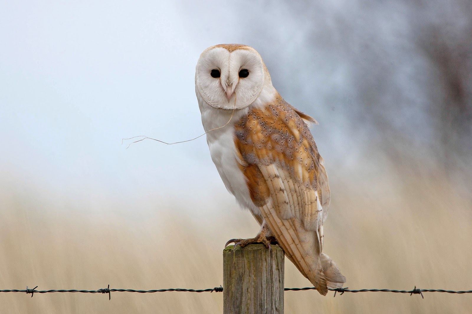 Think This Barn Owl Had Just Finished A Meal And Hadn T Manged To