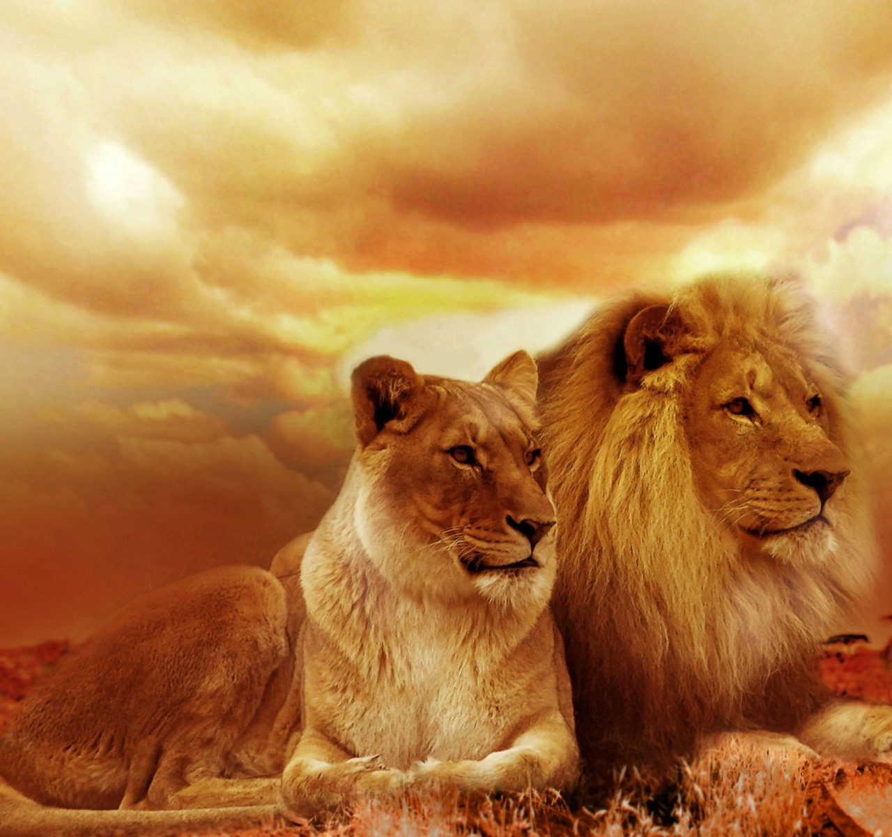 Lion Family HD Wallpaper Forever