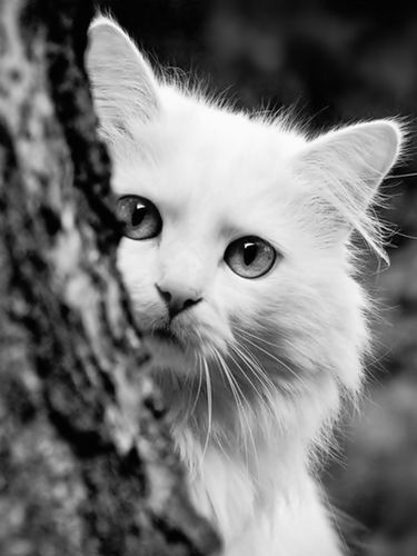 White Cat Behind The Tree Screensaver For Amazon Kindle
