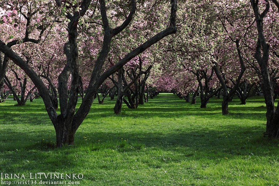Apple Orchard Wallpaper Apples Are Plentiful And A