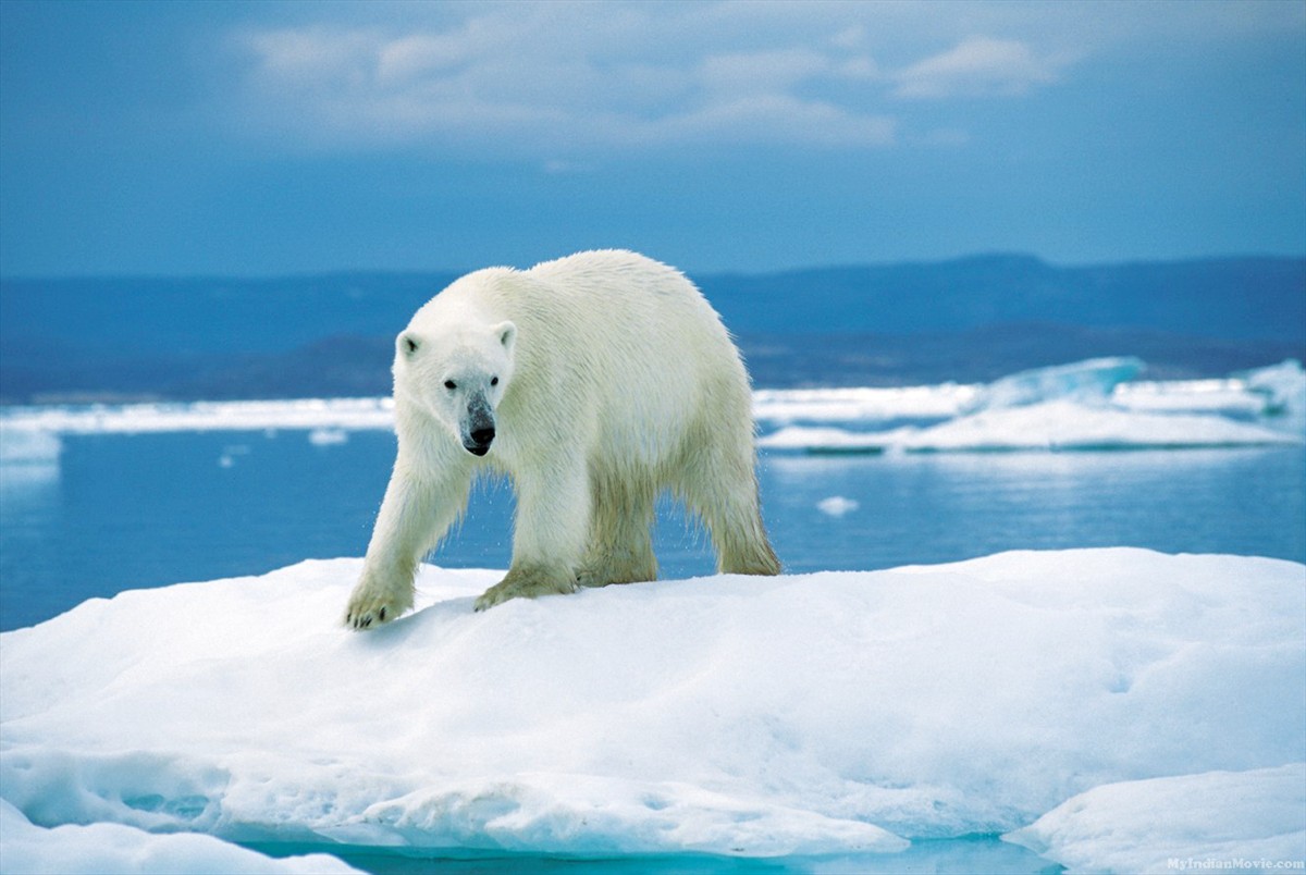 Polar Bear Desktop HD Wallpaper Pictures