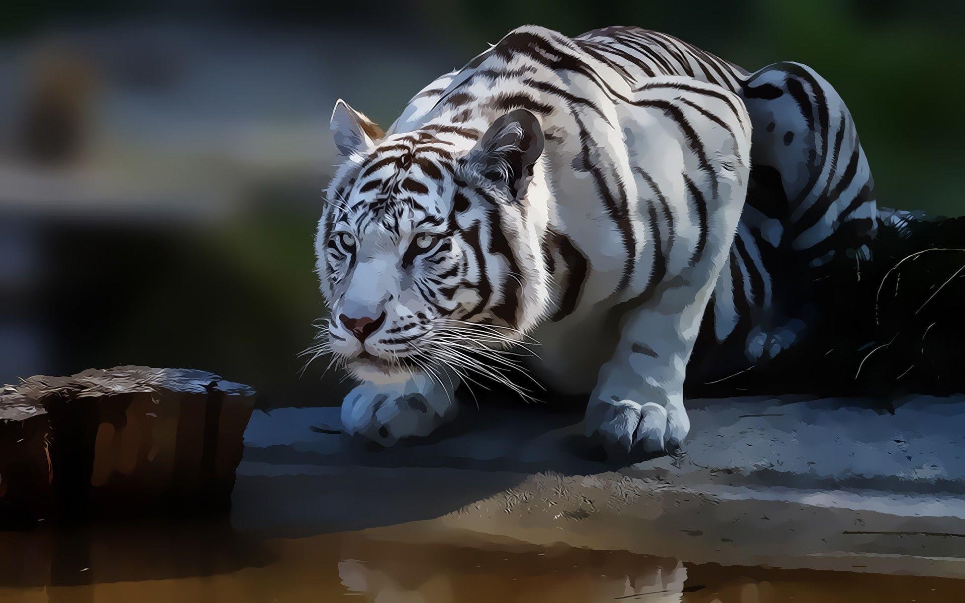 Free download White Tiger Wallpapers HD [1920x1200] for your Desktop,  Mobile & Tablet | Explore 69+ White Tiger Wallpapers | White Tiger  Wallpaper Hd, Wallpaper White Tiger, White Tiger Background