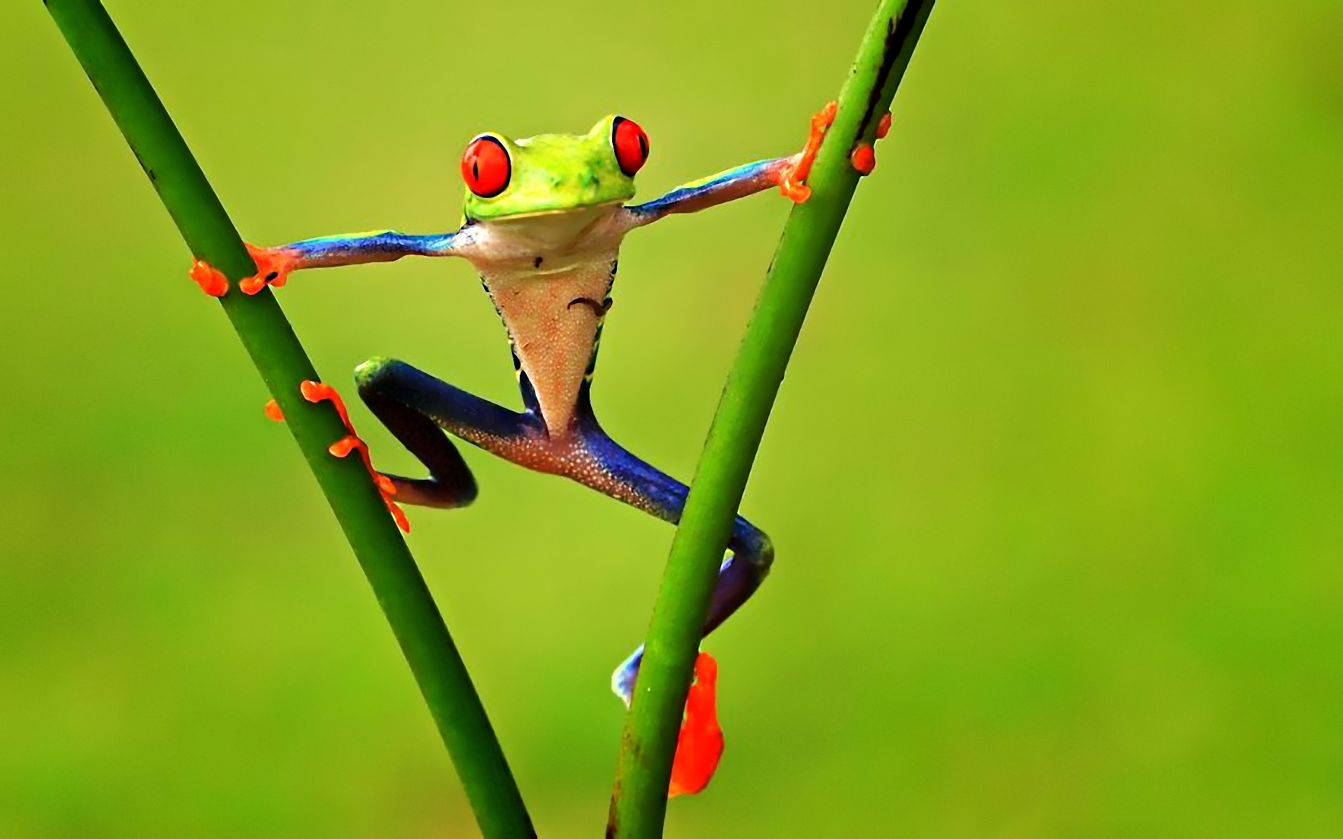 Animals Frog Wallpaper For Desktop