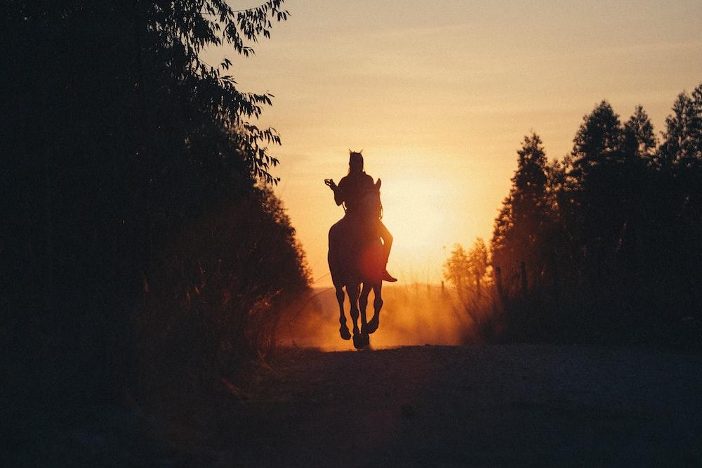 Horse Sunset Pictures Image