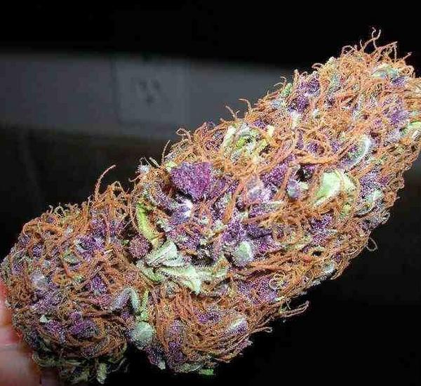 Purple Kush Weed Cannabis Strain