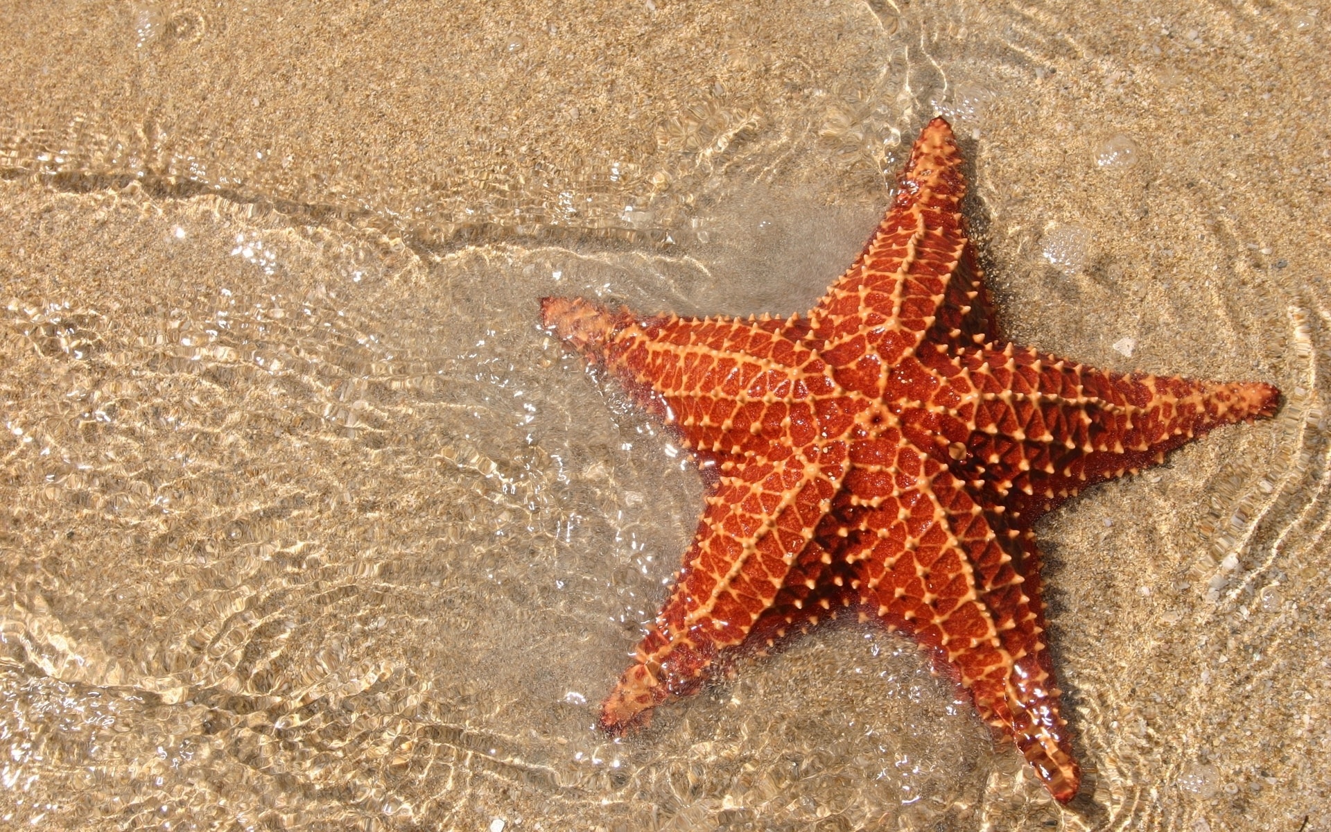 Wallpaper Starfish Beach Water Desktop Nature Goodwp
