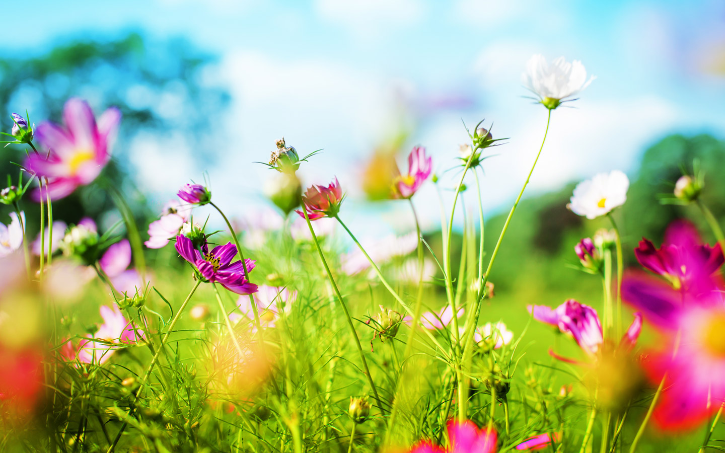Pics Photos Full HD Spring Background