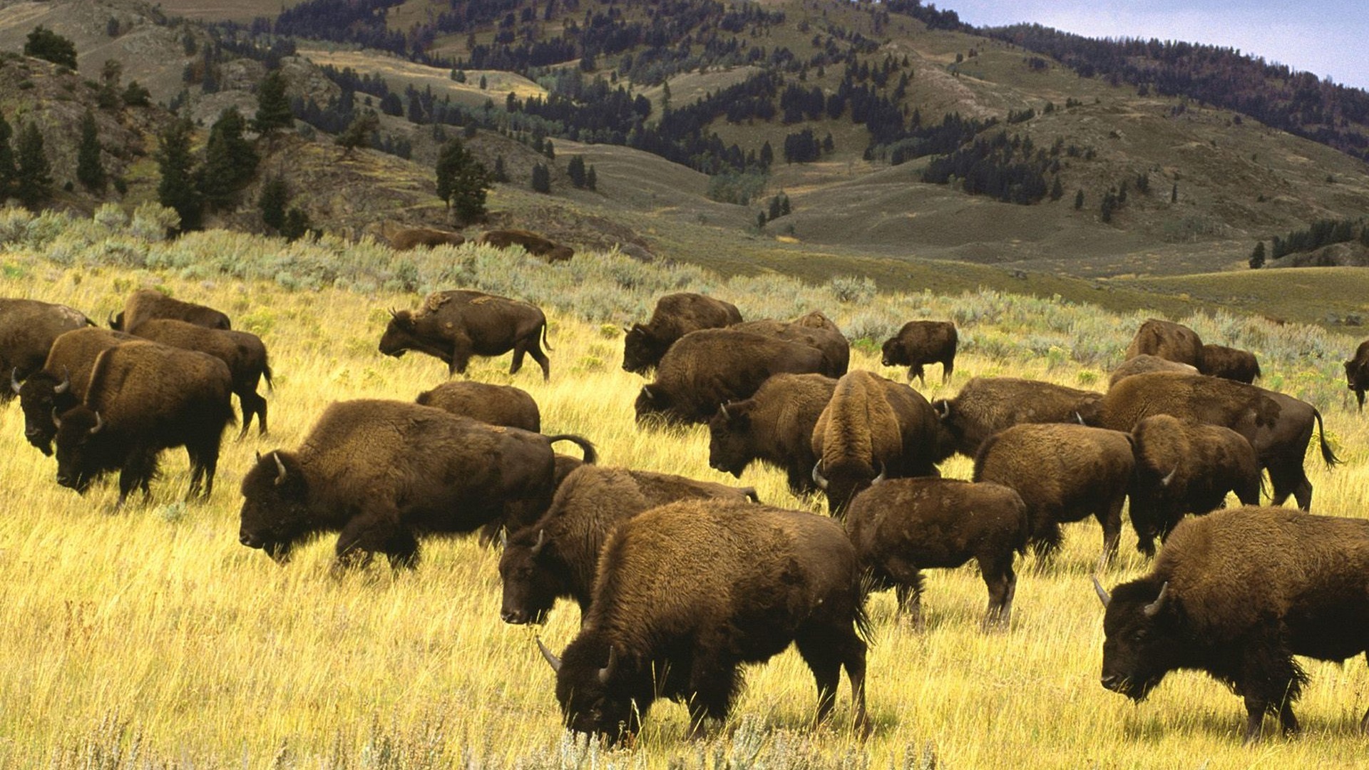 Fields Wyoming Yellowstone National Park Bison Wallpaper Background
