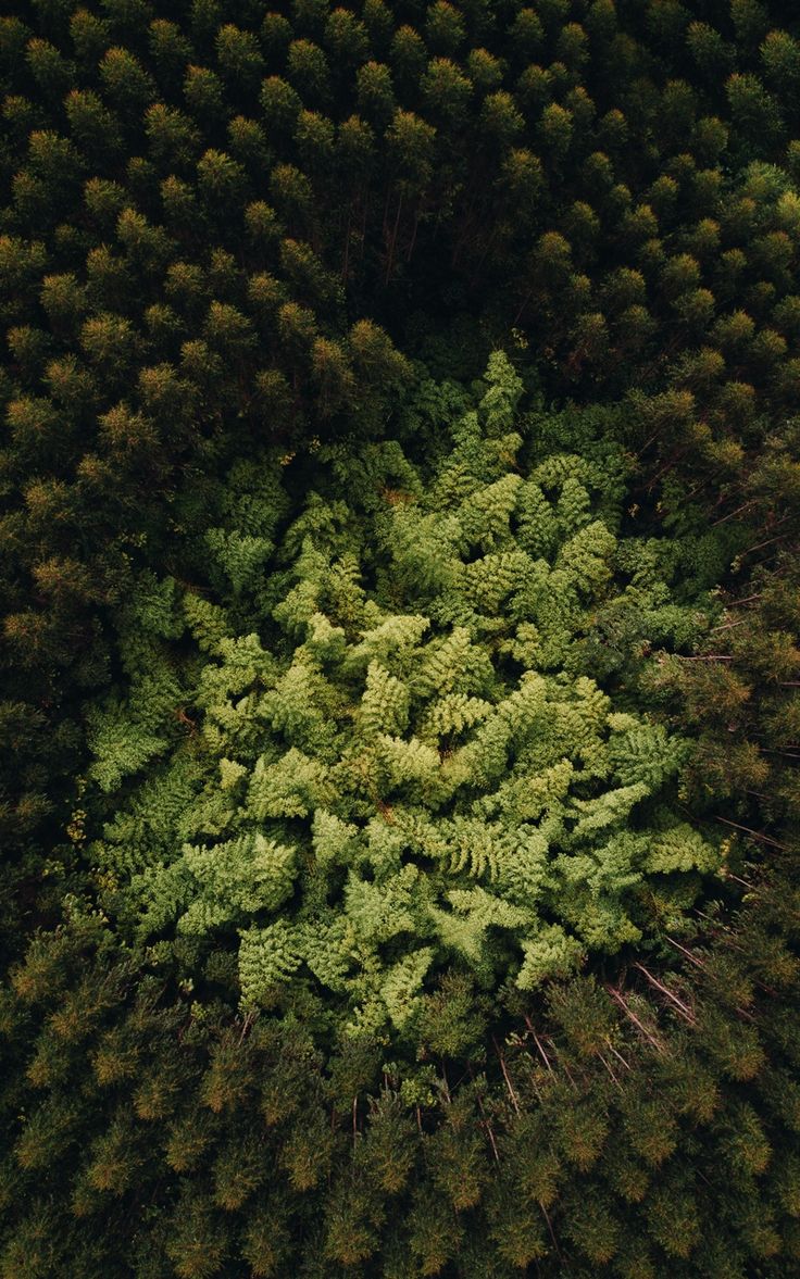 Wallpaper trees treetops green aerial view forest Aerial view