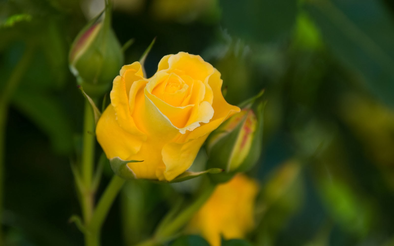 wallpapers Yellow Rose Wallpapers