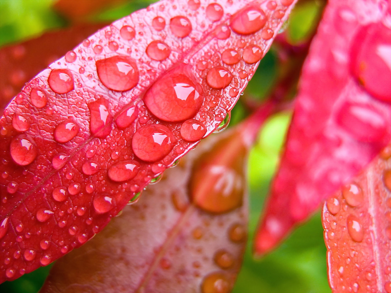 Water Drops on Leaves Wallpapers HD Wallpapers