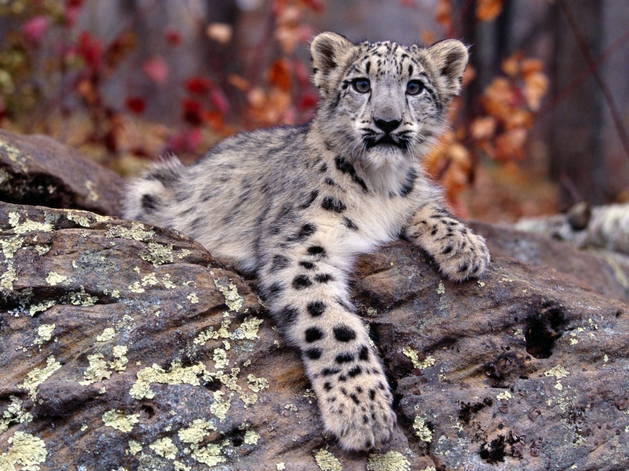 snow leopard cub wallpaper baby animals animals wallpaper 1280 960 573 1280x960