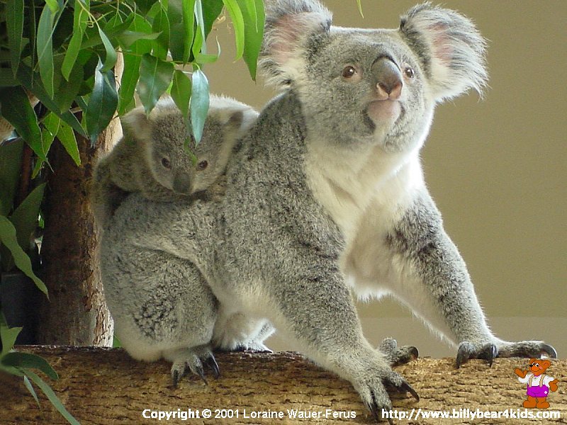 Wallpaper Koala Baby Jpg Bytes