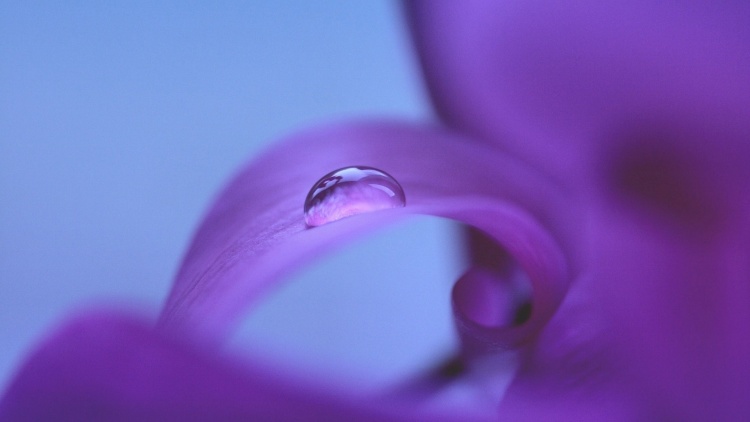 Water Drop On Purple Flower Wallpaper By Udhao