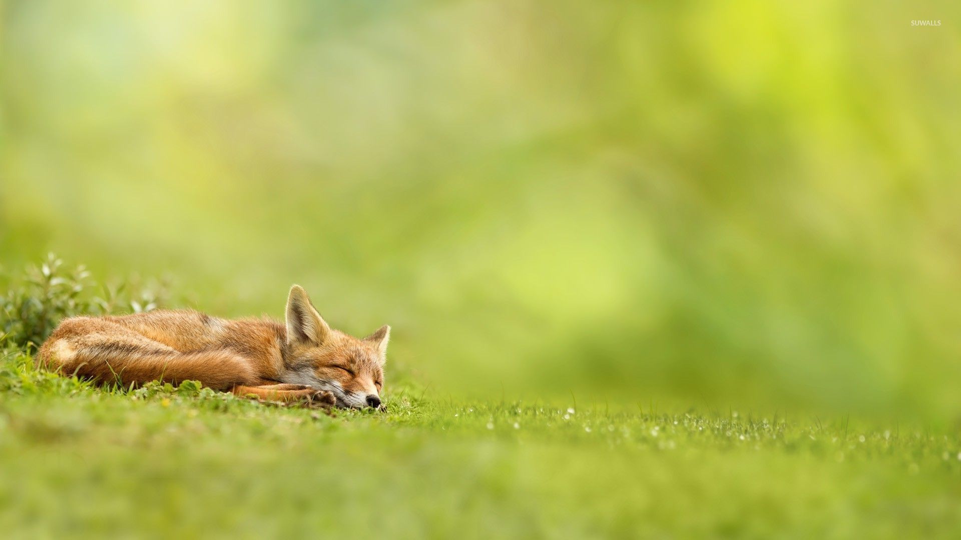 Adorable Sleeping Fox Wallpaper Animal