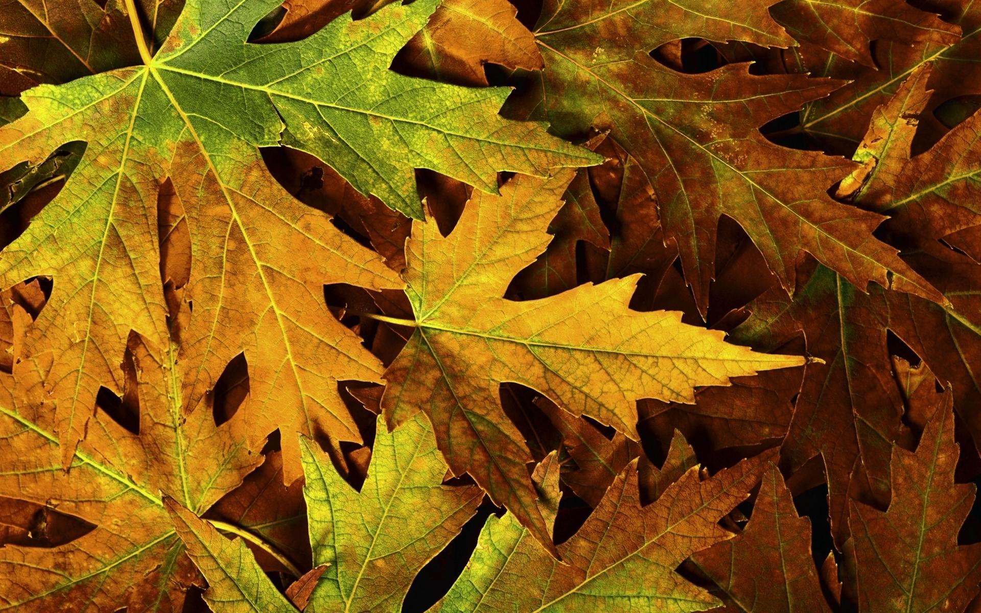 Fallen Autumn Leaves Desktop Wallpaper Background