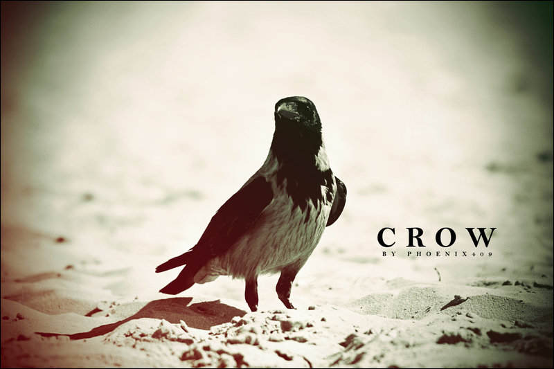 free downloads Crow Translate 2.10.7