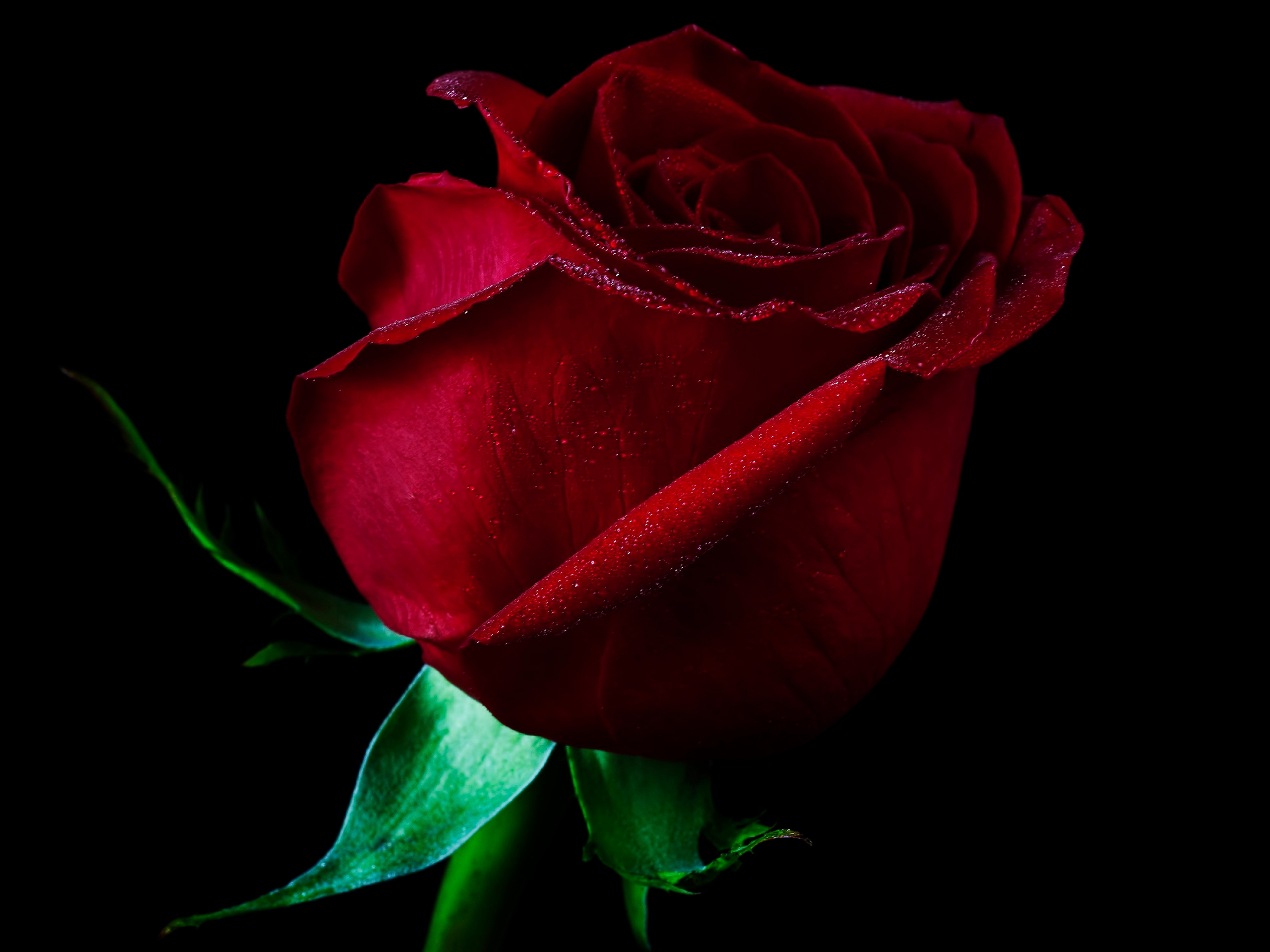 Single Red Rose Wallpaper Background