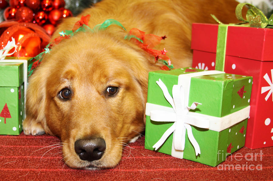 Golden Retriever Posing For A Christmas Picture Image