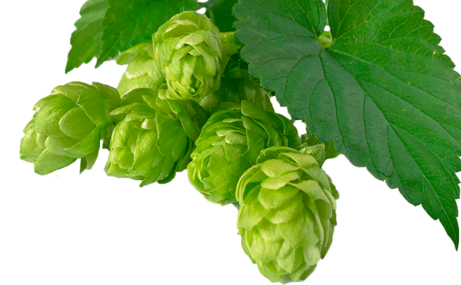 Hops Wallpaper Why Exactly Are Aroma So