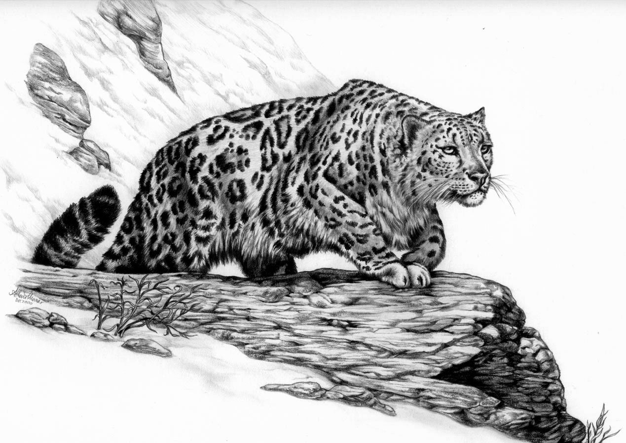 Snow Leopard By Athenatt