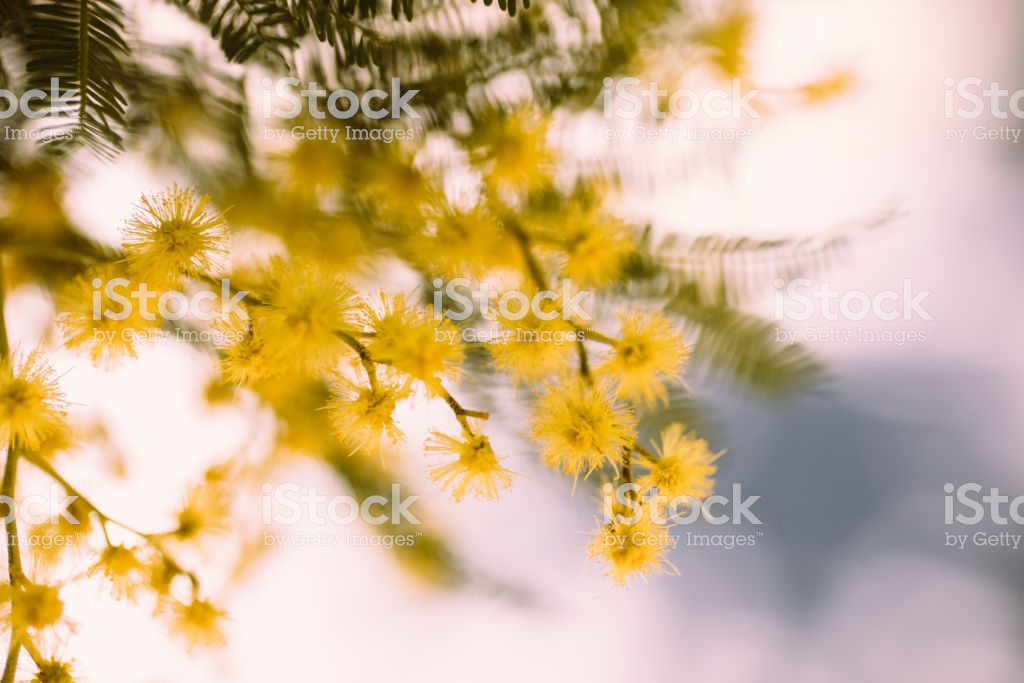 Beautiful Acacia Yellow Flower Mimosa Springtime Background Close