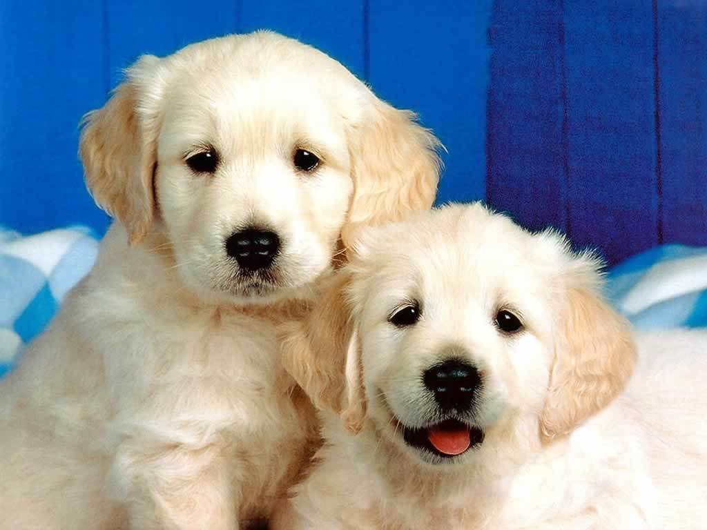 Puppy Wallpaper Pictures Pics Photos Image Desktop