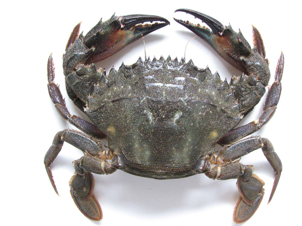 Charybdis Genus Wikipedia