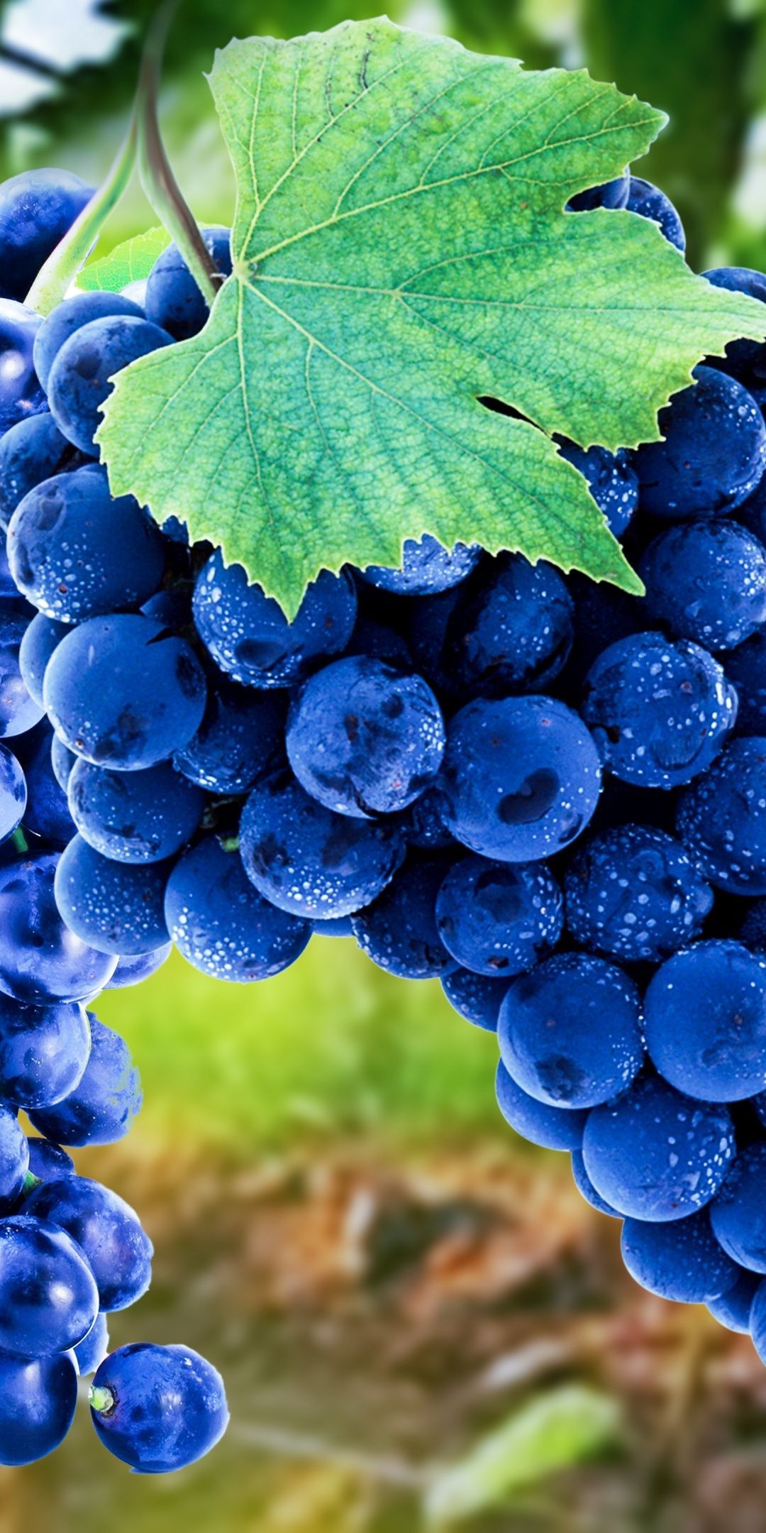 Grape Wallpaper On