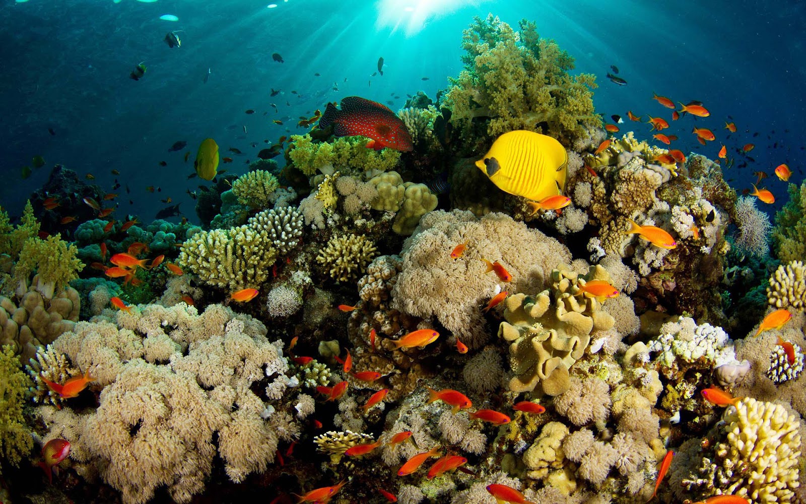 Wallpaper Of Coral Reef And Lots Fish HD Animals