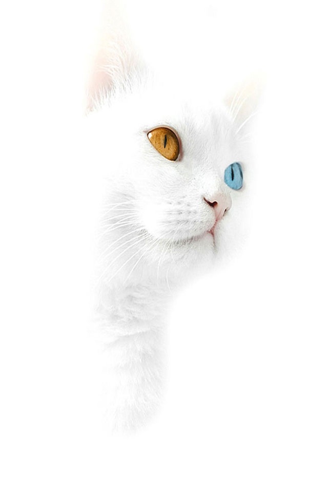 iphone 4 hd cute white kitty iphone 4 wallpapers backgrounds