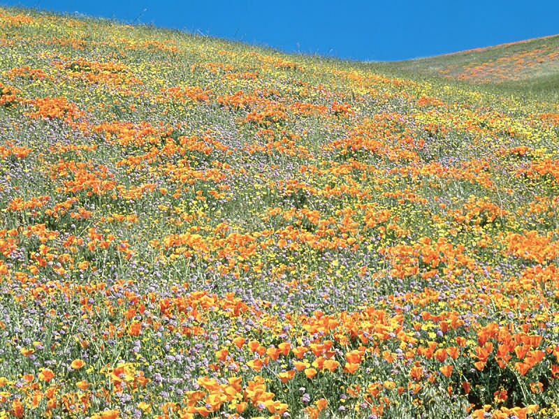 Spring Wildflowers Tehachapi Mountains California Nature Wallpaper