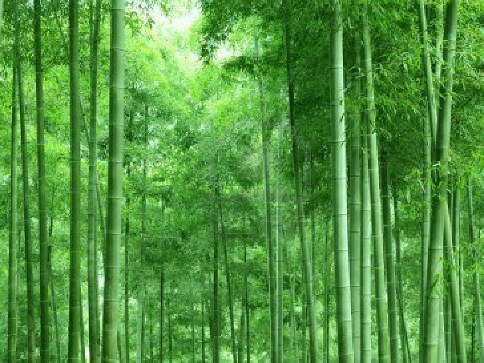 Bamboo Forest Wallpaper Image Photos Pictures And Background