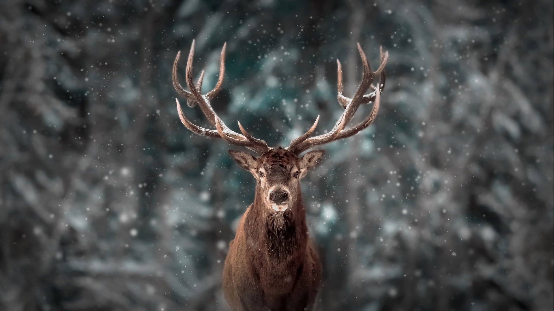 Animal Deer HD Wallpaper