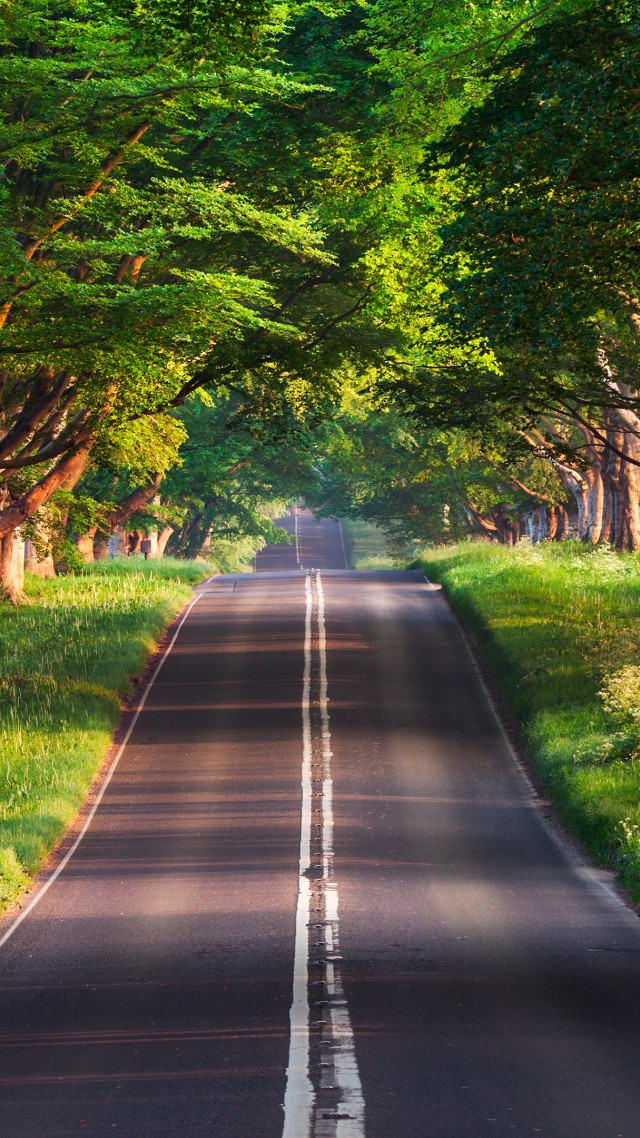 Wallpaper road trees summer 4k Nature 17125   Page 5