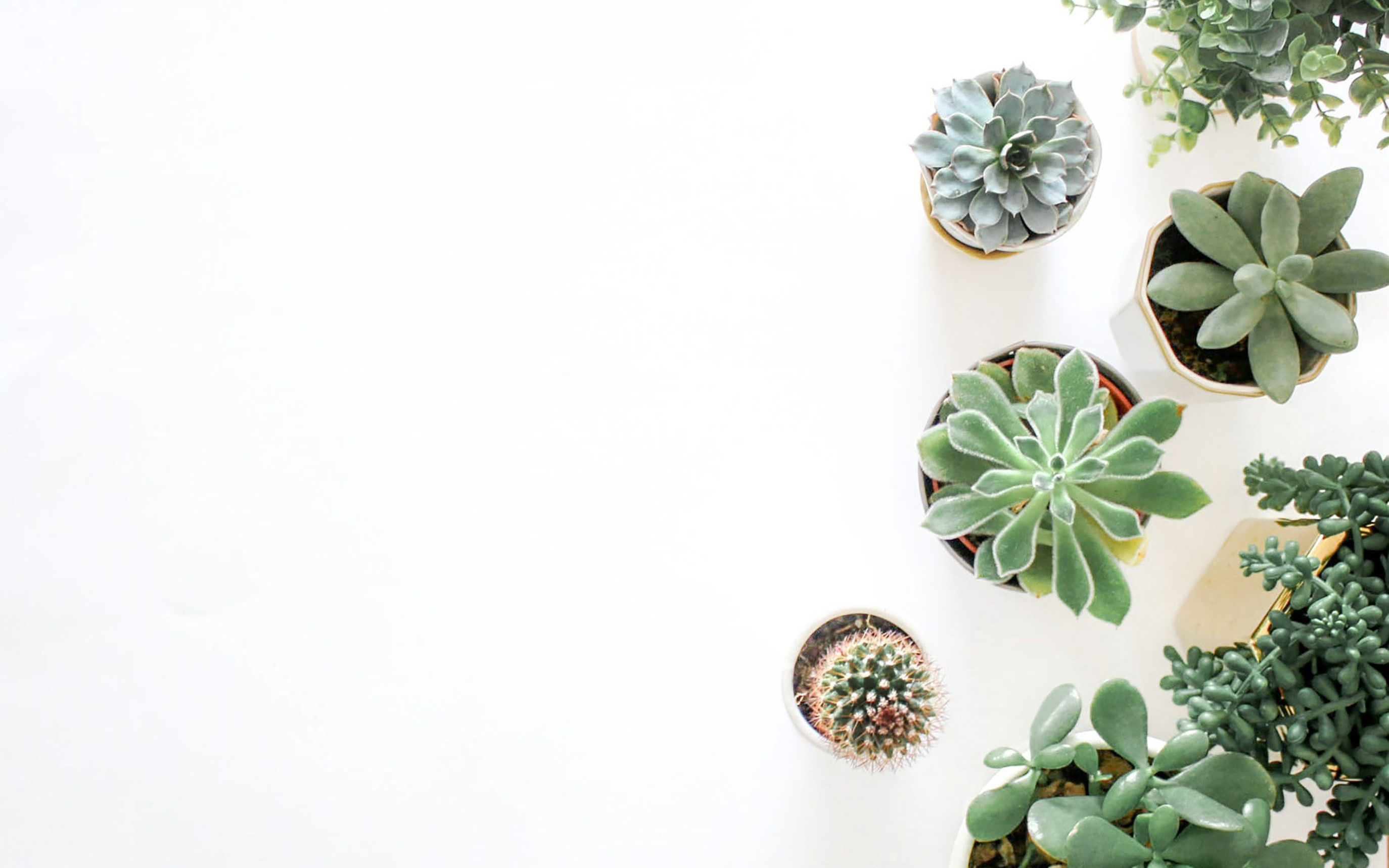 Aesthetic Minimalist Plant Wallpaper Computer