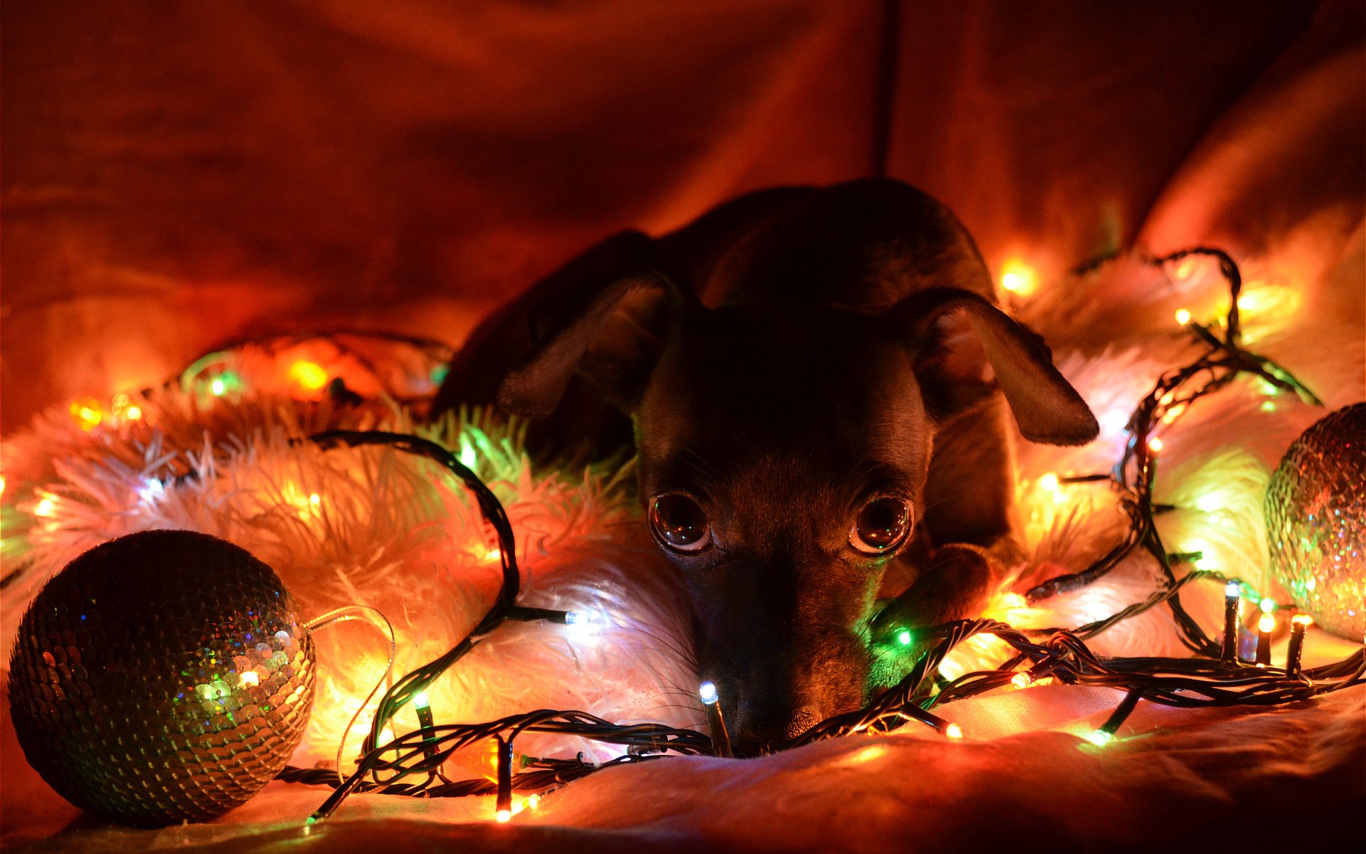 Christmas Dogs Wallpapers High Quality Download Free