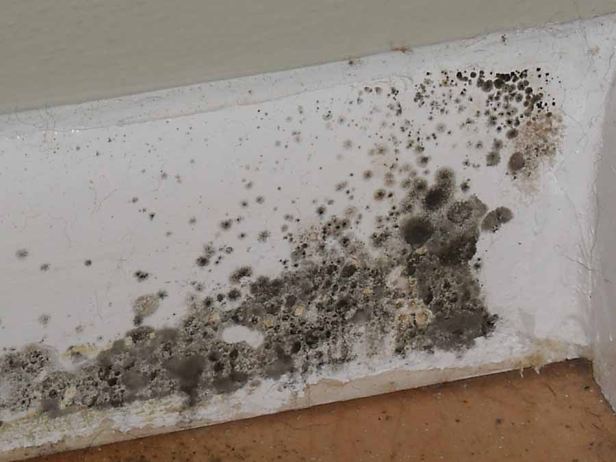 Black Mold Guide Everything You Need To Know About The Harmful