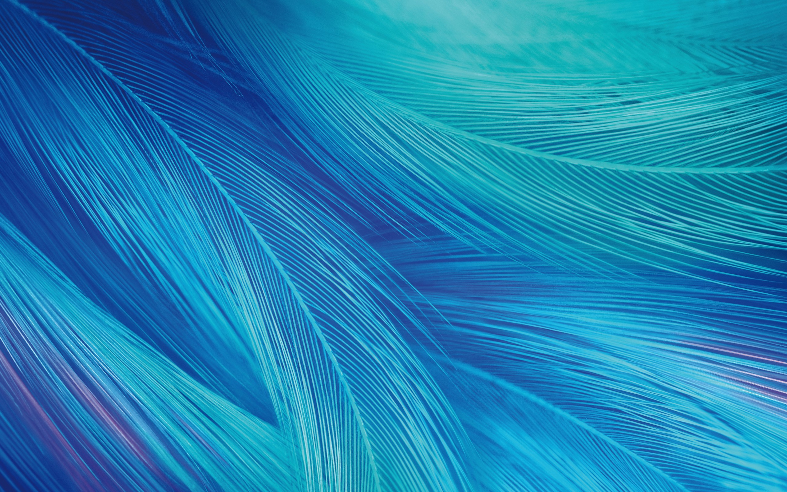 Vivo X27 Stock Photo Blue Feathers Wallpaper