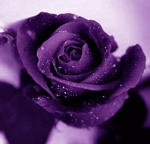 Purple Rose Img 18 T18 Wet