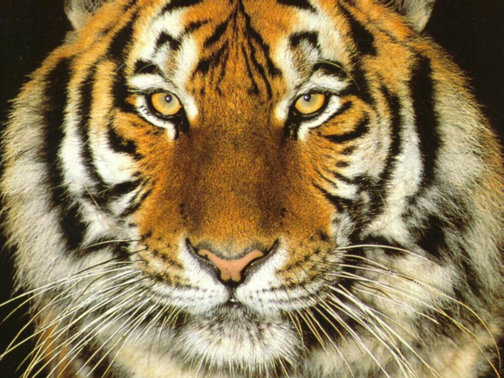 Tigers Tiger Face Close Up