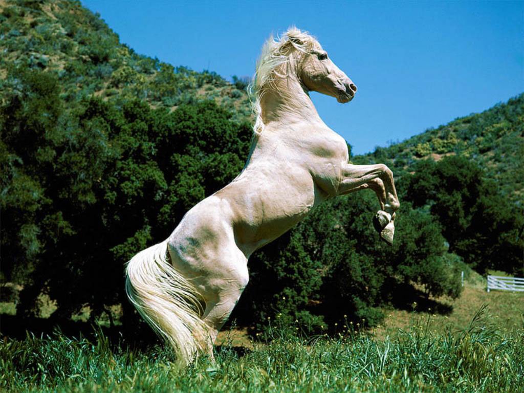 Cute White Coloured Horse Pictures Photos Wallpaper Standing