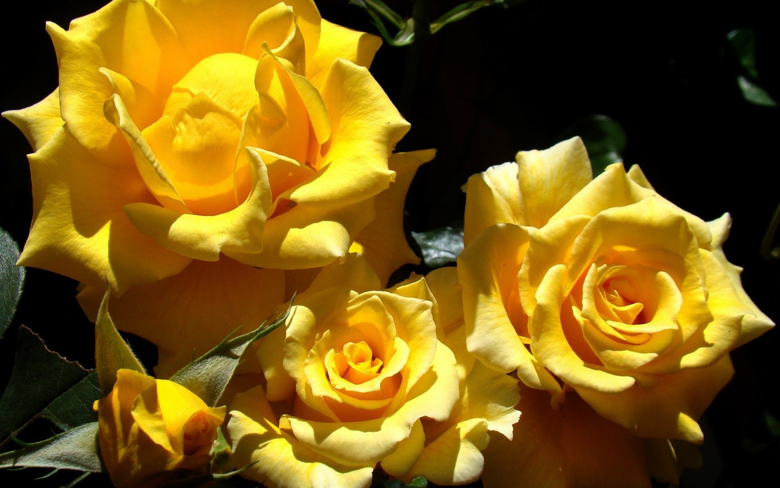 Yellow Roses Widescreen HD Wallpaper