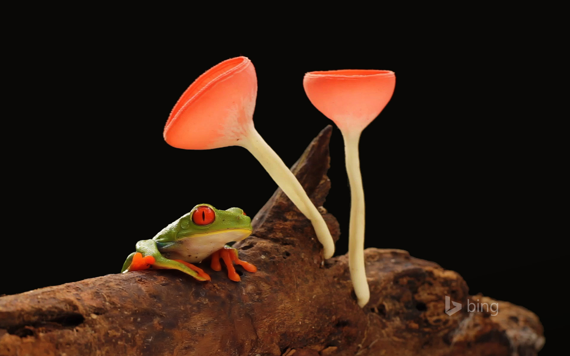 Red Eyed Or Gaudy Leaf Frog With Mushrooms New Bing