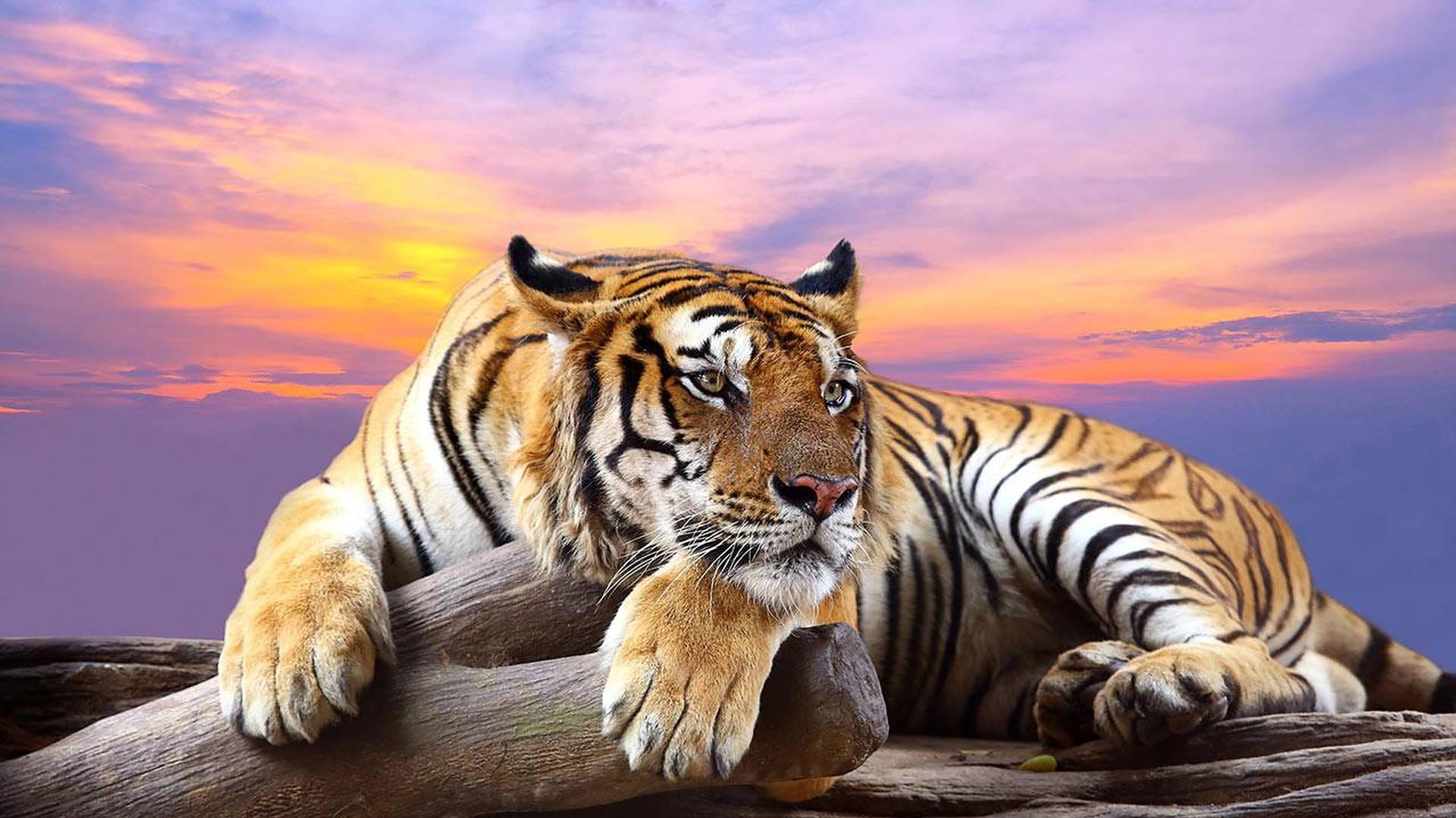 Download Wild Animal Tiger During Sunset Wallpaper