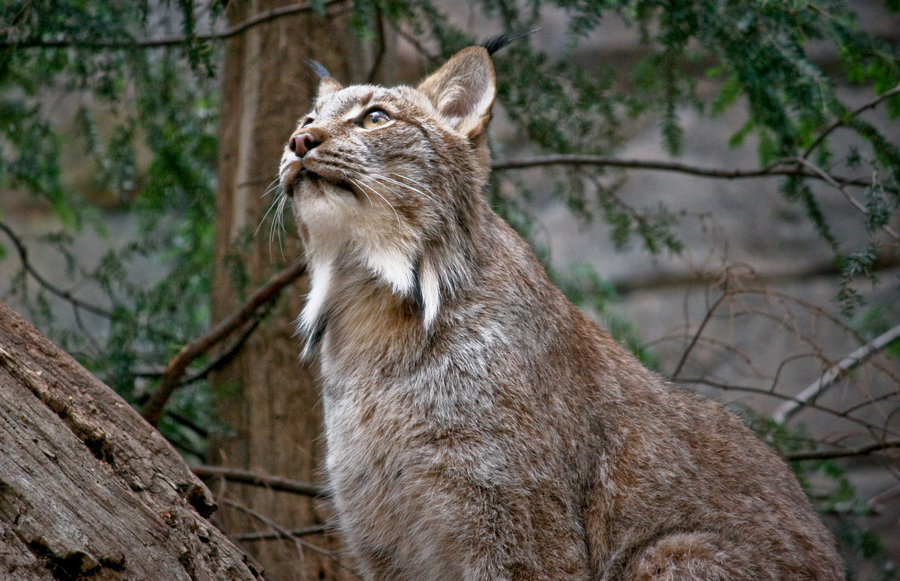 Canadian Lynx Drawing HD Wallpaper Background Images