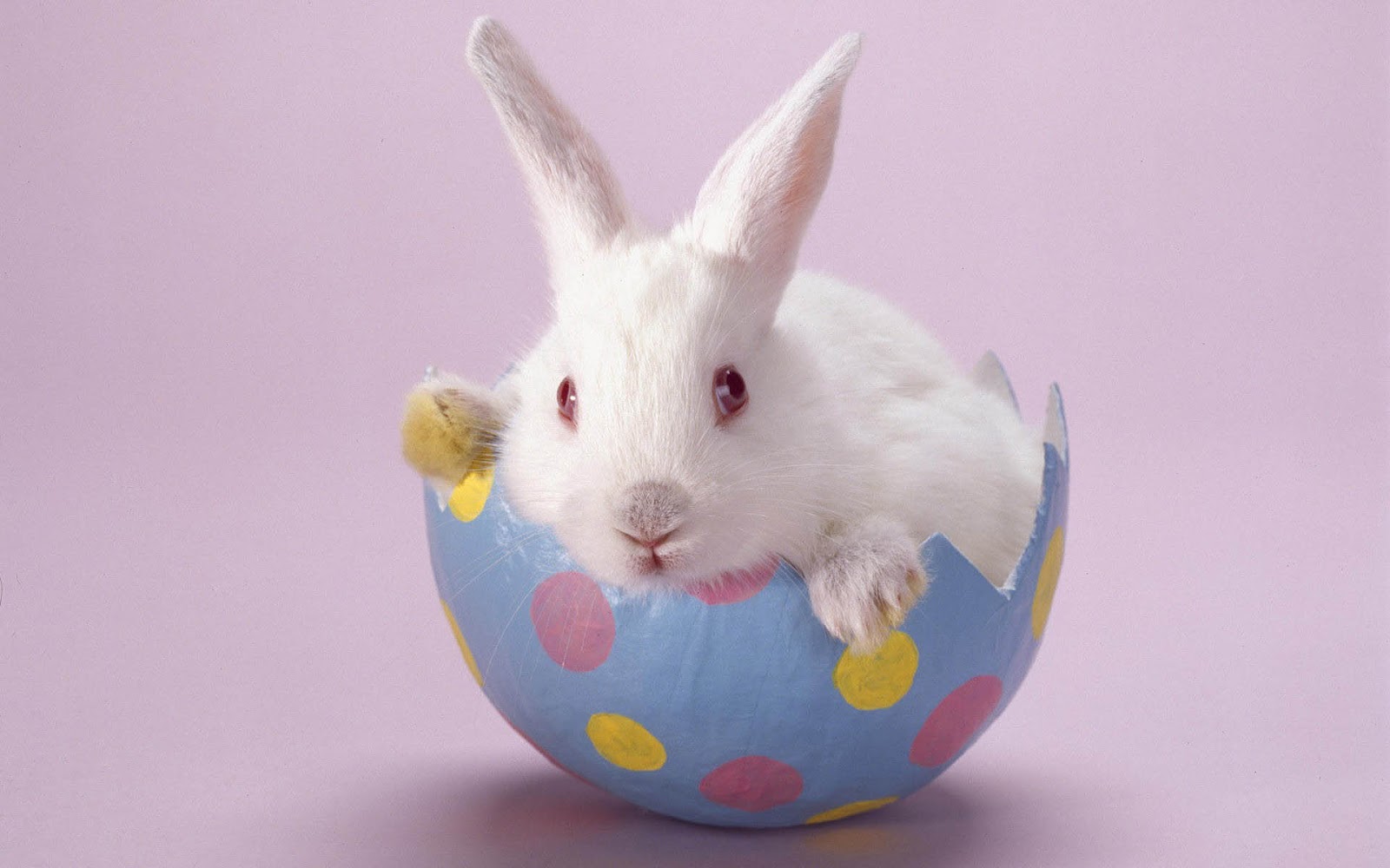 White Rabbit Sitting In A Egg HD Animals Wallpaper
