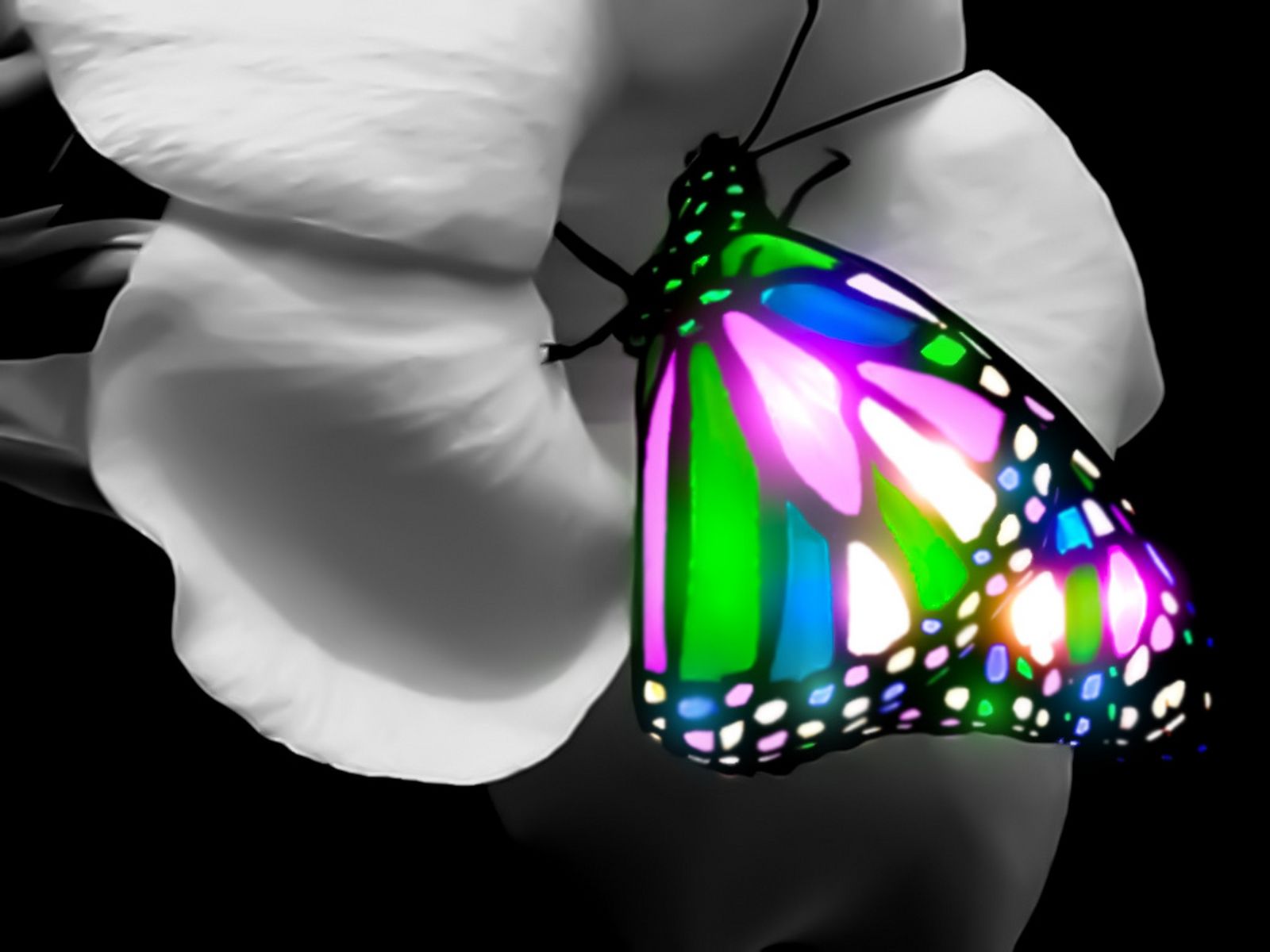 Miscellaneous Glowing Butterfly desktop wallpaper nr 59296 by